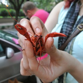 Beignets and Snow Balls and Crawfish, Oh&nbsp;My!