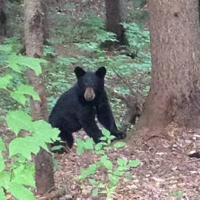 An Unexpected Guest: how to behave when a bear comes to&nbsp;dinner