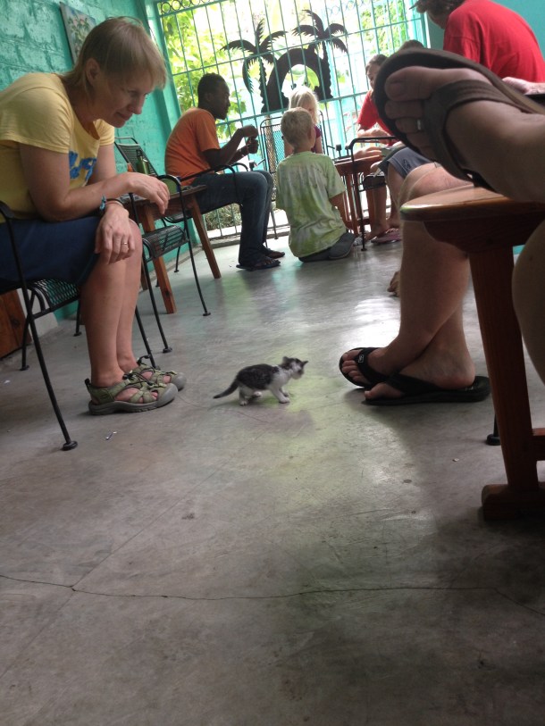 Watching the kittens take their first steps.