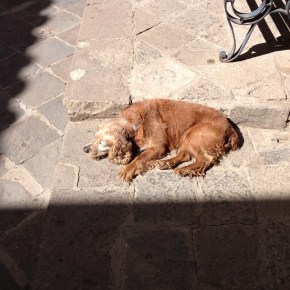 Photoessay: Dogs of&nbsp;Cusco